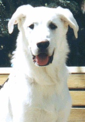 dog.jpg - 19687 Bytes