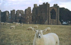 sheep.jpg - 21206 Bytes